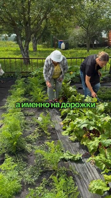 Как избавиться от слизней на огороде без химии?