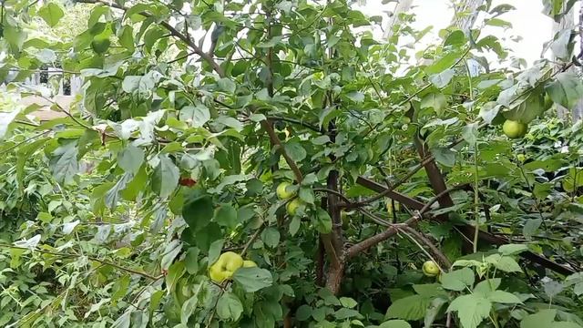 Дела огородные 🌱- часть 10 🙂 - поливаю огород 💧💧💧 - планы на следующий день 📝