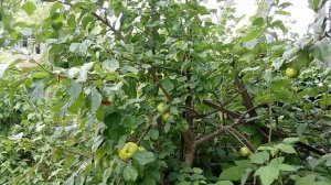 Дела огородные 🌱- часть 10 🙂 - поливаю огород 💧💧💧 - планы на следующий день 📝