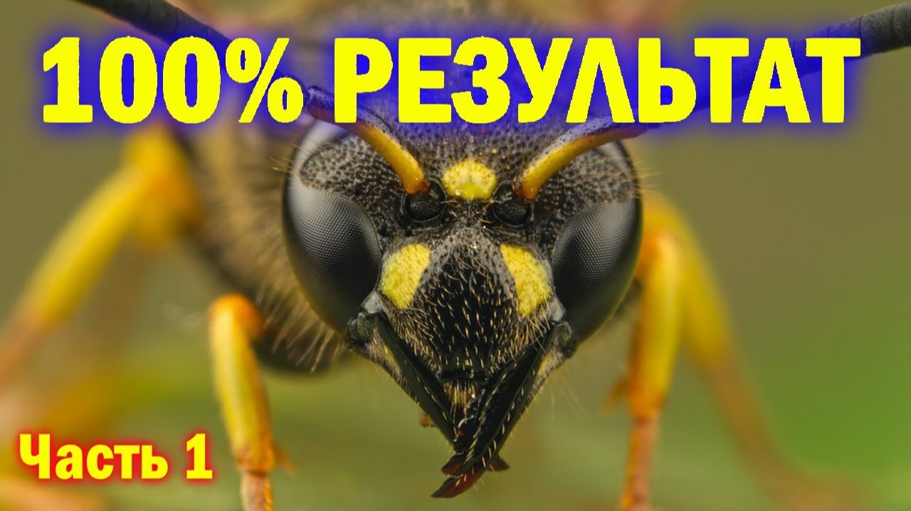 100 Результат в борьбе с осами! часть 1 13.06.2020 Видеоблог Давида Алверцяна
