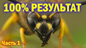 100 Результат в борьбе с осами! часть 1 (13.06.2020) Видеоблог Давида Алверцяна