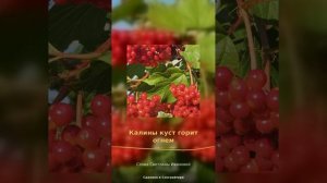 Калины куст горит огнем