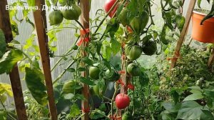 Томат «Сердце красного дракона» Обзор. 07.08.2026