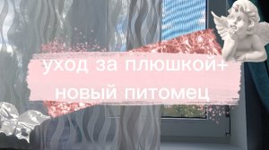 ^УХОД ЗА ПЛЮШКОЙ^ + новый питомец 😄°°°