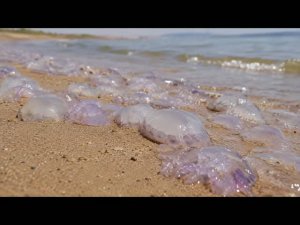 Операцию по спасению мёртвых ядовитых медуз провели две россиянки под Анапой