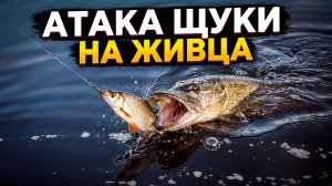 Атака щуки на живца. Щука утащила жерлицу в корягу. Рыбалка в диких местах.