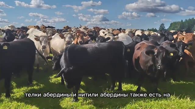 Продажа племенного КРС абердинов, шароле и лимузинов