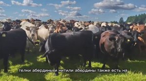 Продажа племенного КРС абердинов, шароле и лимузинов