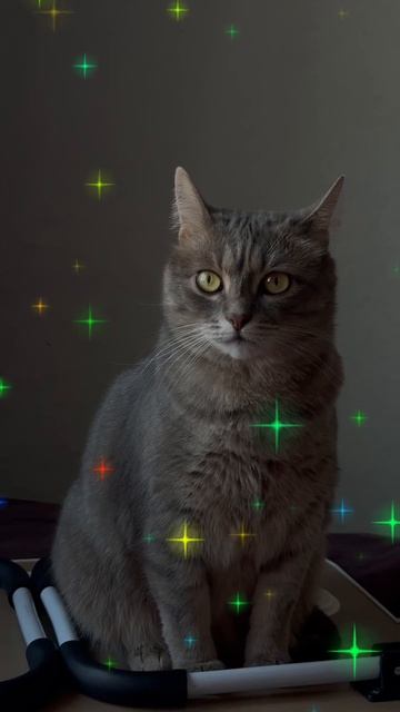 Коржик, красавчик!