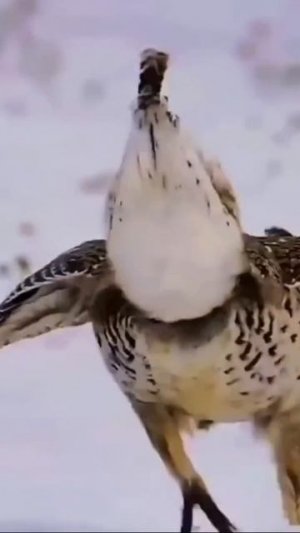 Смешные животные🤣🤣🤣
