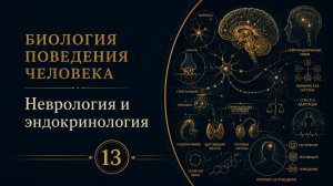 Биология поведения человека. Лекция 13. Неврология и эндокринология [Роберт Сапольски, 2010]