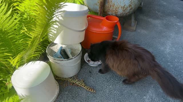 Поливаем огород в жаркий день,кормлю кошку шум воды#кошка#огород#деревня