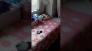 VID_20260816_191100