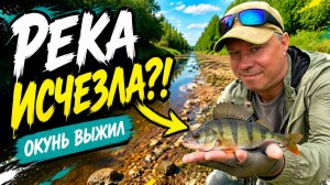 Река МГА ПОЧТИ ИСЧЕЗЛА, но окунь остался! Мормышинг на обмелевшей реке