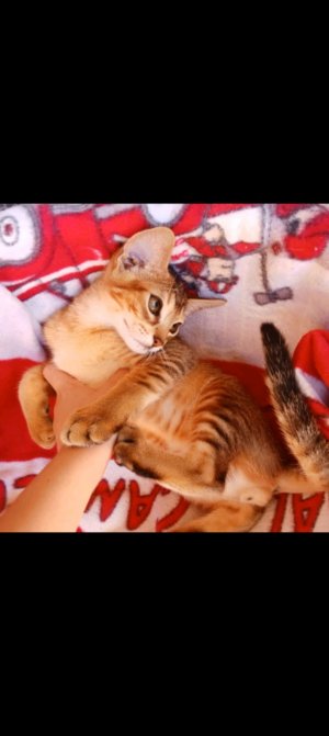 слежка за котиком 😺