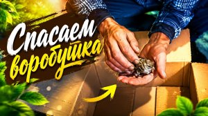 Спасаем воробушка🐦