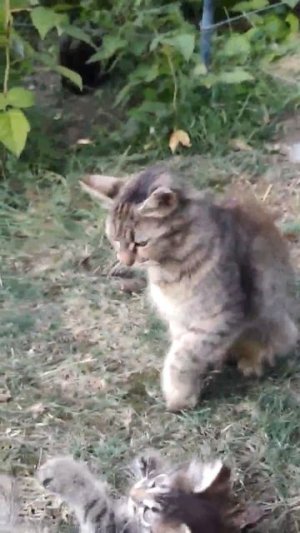 полу часть котики в кустах