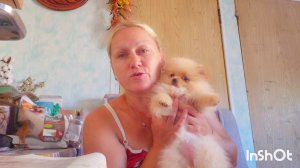 РАССКАЗ ПРО НИНКУ, КОРМЯТ ЛИ ОНИ СОБАКУ? СОБАКА МЕНЯ ЗОВЁТ