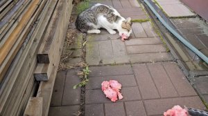 🔥Теперь Клёпа шипит, зовёт за угол 🐈