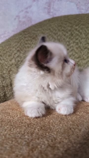 Котята рэгдолл