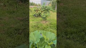 VID_20260811_193805.mp4