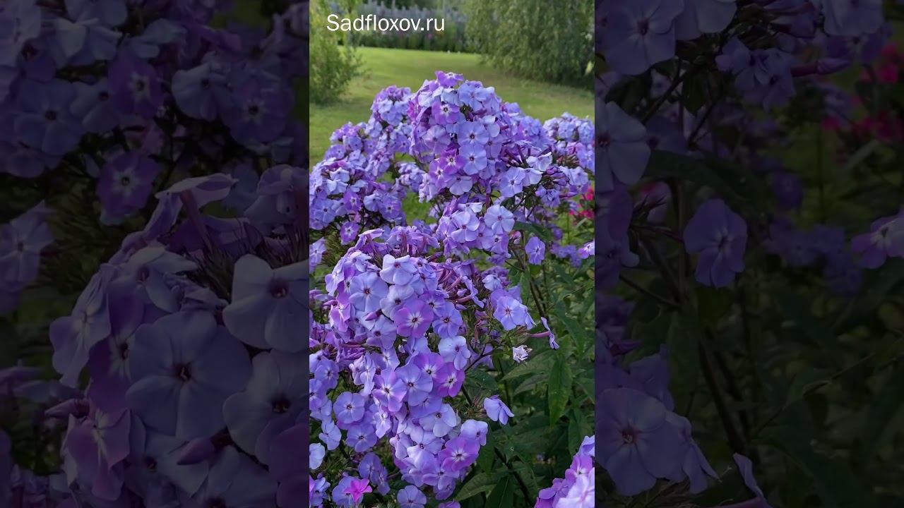 Новые герои
