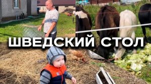Мед.коммисия,рацион для коров,усиление,кормушки