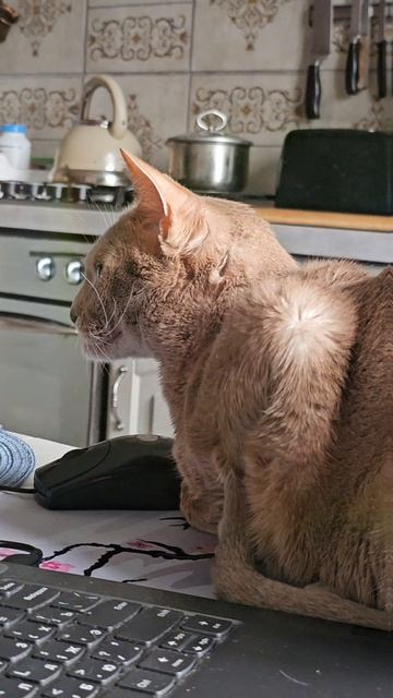 Когда кот - блогер 😺