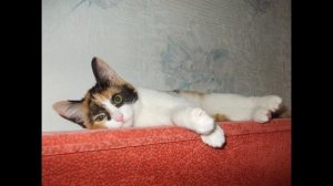 Марина Урусова. Моня, обои и пуфик