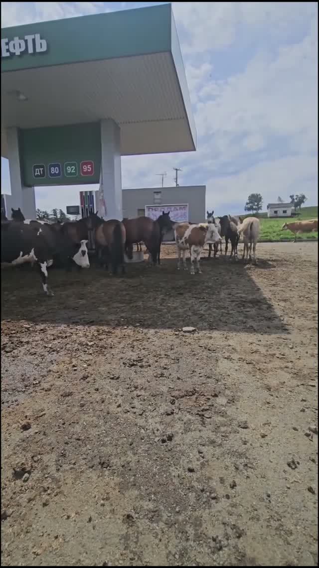 Неожиданные клиенты на АЗС)