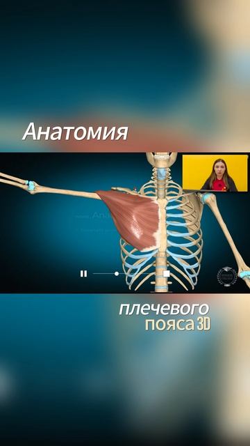 Анатомия плечевого пояса | 3D-анатомия