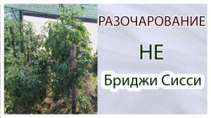 Разочарование. Этот томат не «бриджи сисси». Обзор.