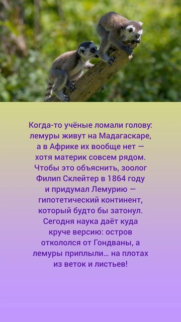 Лемурия: красивая сказка, которую победила наука 🤗🌿🇲🇬