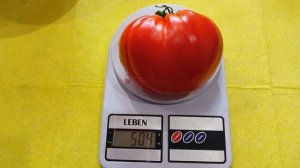 Спящий гигант. Семена от автора. Гавриш. до 400 гр. У меня вырос 500 гр. Пошёл в салат.