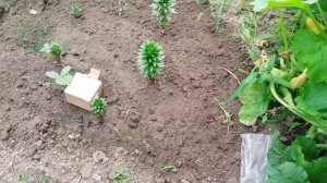 16.08.2026г. Розы 🌹 на втором цветение.Огурцы 🥒 растут.Помидоры 🍅 спеют