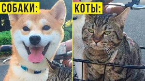 Собаки VS Кошки) Вся разница в одном фото) Приколы с котами