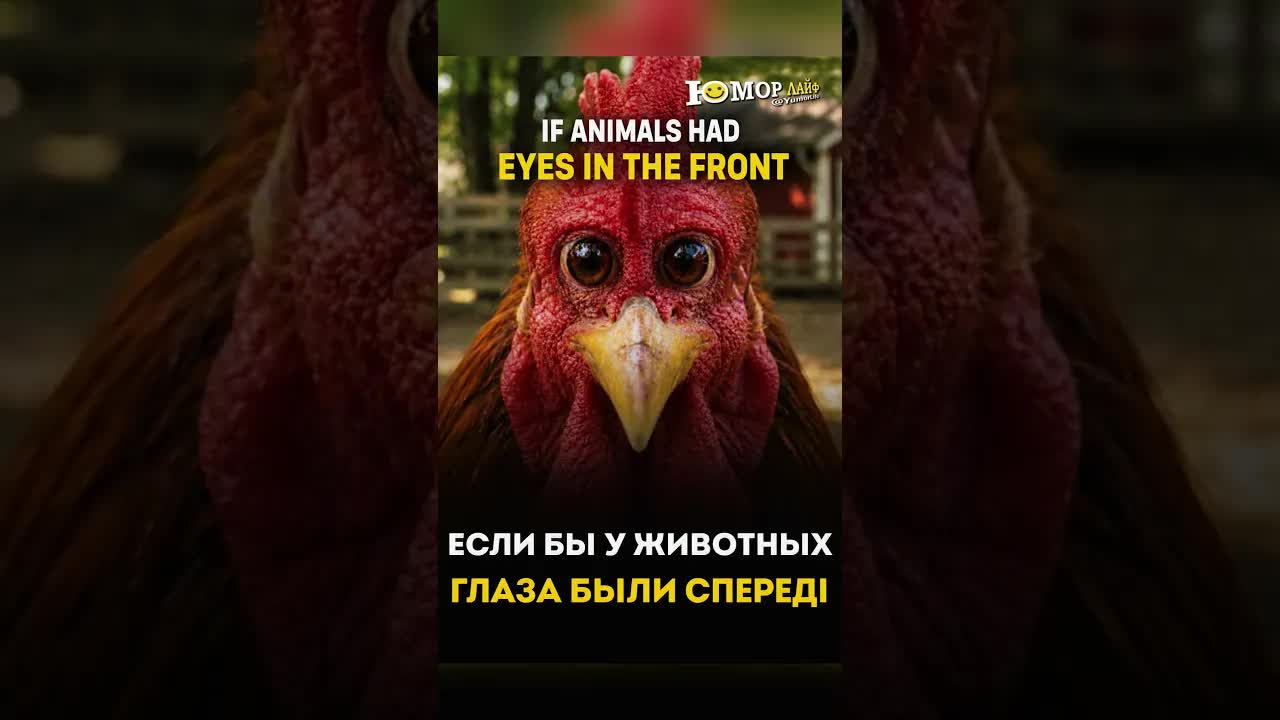 Если бы ц животных глаза были спереди 😂#юмор #funny