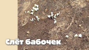 Слёт бабочек 16.08.2026 года.