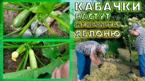 Кабачки растут, спеет урожай, кошу траву и мульчирую яблоню