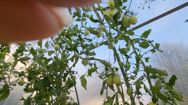17 августа 2026 Томаты на улице .