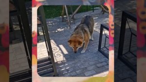 1000067272.mp4 (Собака слушает о технологии устройства канализации в сливную яму у дома А-фрейм)