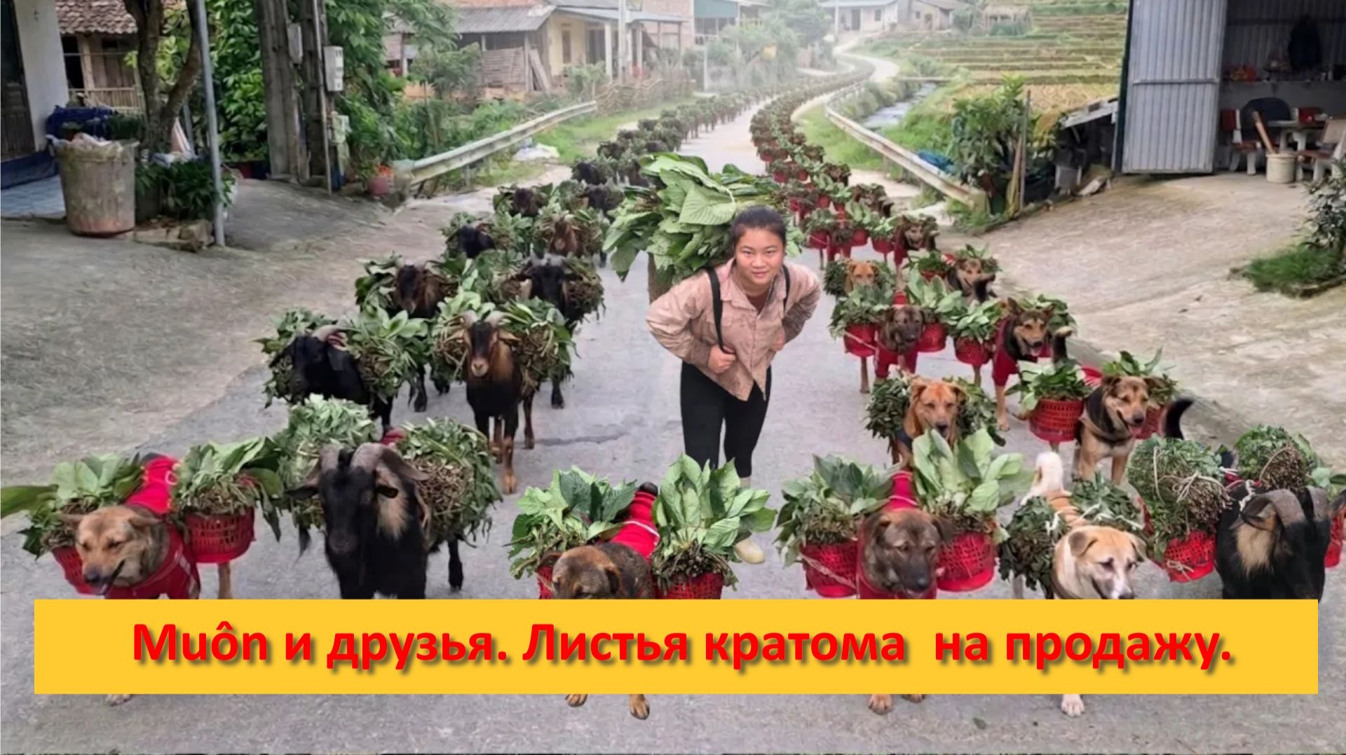 Muôn и друзья из Вьетнама. Листья кратома  на продажу.