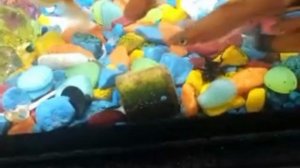 Мух скормился рыбам