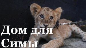 Львице из Луганска нашли новый дом/ События недели