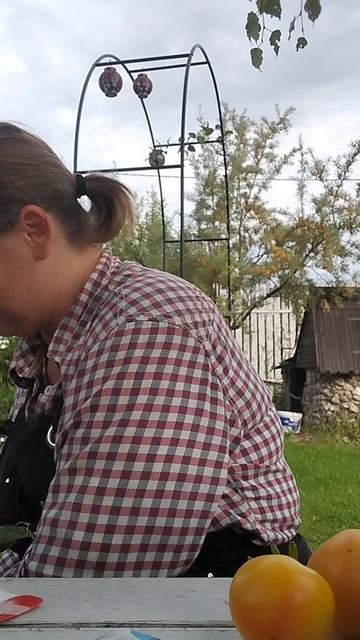 Сорта томатов которые сажала в этом году и что в итоге выросло