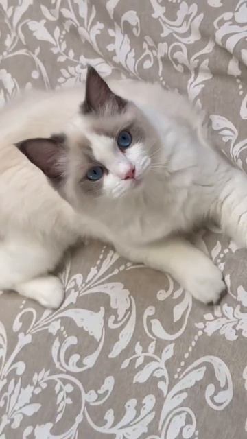 Рэгдолл котята