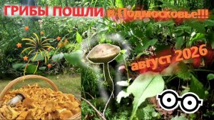 ГРИБЫ в начале АВГУСТА 2026 ПОШЛИ в Подмосковье!!! ГРИБЫ в АВГУСТЕ на юге Подмосковья 2026!