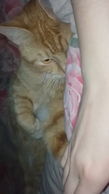 Милый котик )🥰#милыекотики#смешныеживотные#рыжийкот
