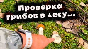 Начало грибного сезона только в августе? Красноголовики, маслята и другие находки в лесу. #грибы