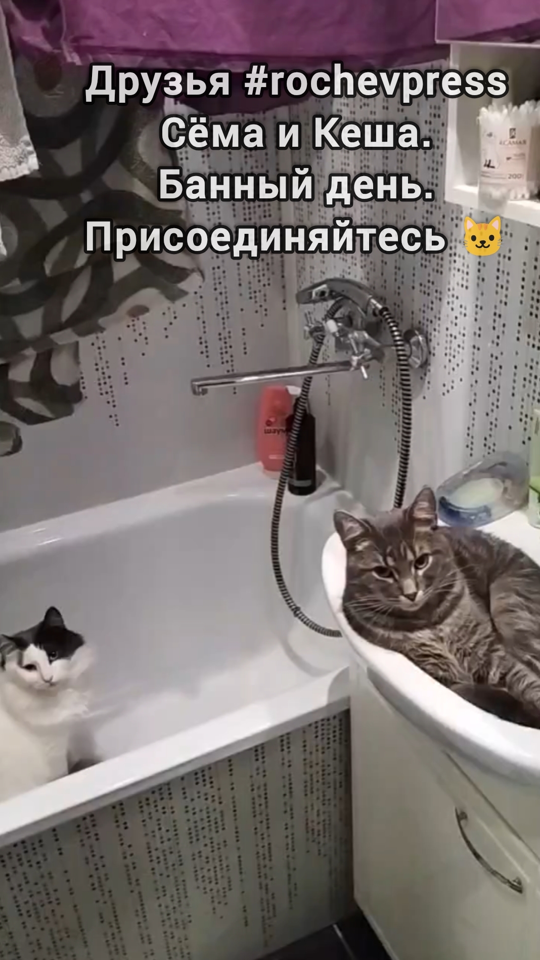 Банный день #котики #rochevpress